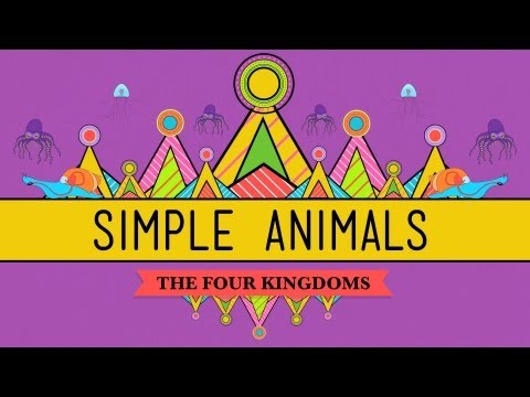 Thumbnail for the embedded element "Simple Animals: Sponges, Jellies, & Octopuses - Crash Course Biology #22"