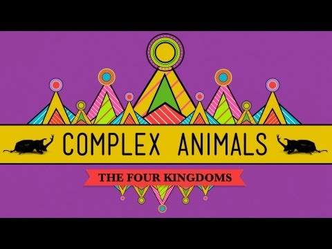 Thumbnail for the embedded element "Complex Animals: Annelids & Arthropods - CrashCourse Biology #23"