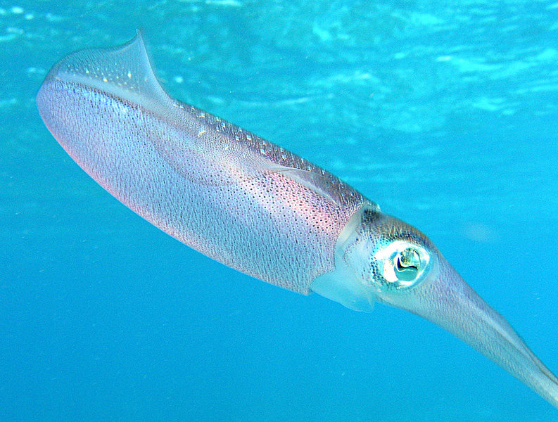 A translucent squid