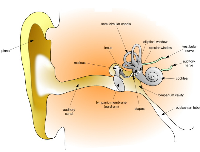 The illustration shows the parts of the human ear. The visible part of the exterior ear is called the pinna. The ear canal extends inward from the pinna to a circular membrane called the tympanum. On the other side of the tympanum is the Eustachian tube. Inside the Eustachian tube the malleus, which touches the inside of the tympanum, is attached to the incus, which is in turn attached to the horseshoe-shaped stapes. The stapes is attached to the round window, a membrane in the snail shell-shaped cochlea. Another window, called the round window, is located in the wide part of the cochlea. Ring-like semicircular canals extend from the cochlea. The cochlear nerve and vestibular nerve both connect to the cochlea.