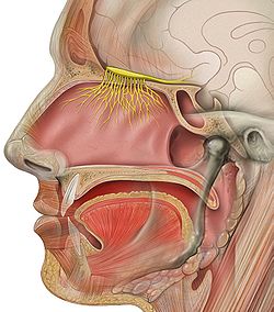 A nerve branches out in the nasal cavity and leads back into the brain.
