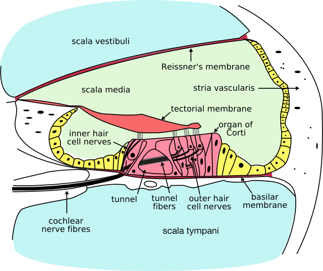 Cross-section of the cochlea. The inner hair cells are located at the termination of the "inner hair cell nerves" and the outer hair cells are located at the termination of the "outer hair cell nerves."