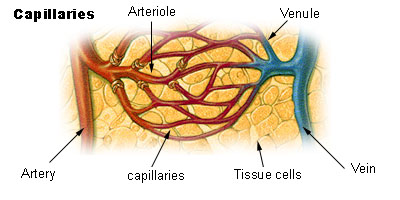 An artery branching off into an arteriole, which branches into a capillary bed. The start of each capillary has a sphincter regulating flow through it. The capillaries converge into a venule, which joins a vein.