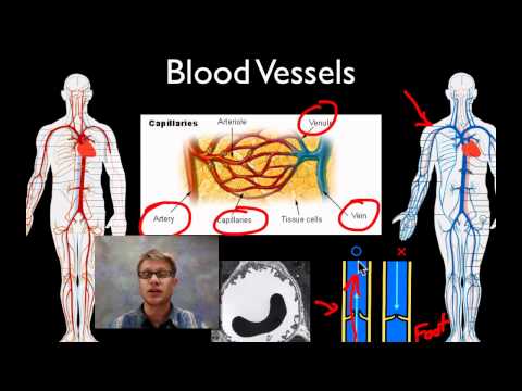 16.3: Circulatory System - Biology LibreTexts