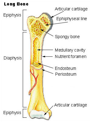 This illustration depicts an anterior view of the right femur, or thigh bone. The inferior end that connects to the knee is at the bottom of the diagram and the superior end that connects to the hip is at the top of the diagram. The bottom end of the bone contains a smaller lateral bulge and a larger medial bulge. A white articular cartilage covers the inner half of each bulge as well as the small trench that runs between the bulges. This area of the inferior end of the bone is labeled the epiphysis. The entire length of the shaft is the diaphysis. The superior half of the femur is cut away to show its internal contents. The bone is covered with an outer translucent sheet called the periosteum. The cavity at the center of the bone is called the medullary cavity. The inner layer of the bone that lines the medullary cavity is called the endosteum. The superior end of the diaphysis is connected to the epiphysis. The epiphysis of the femur is roughly hexagonal in shape. However, the upper right side of the hexagon has a large, protruding knob. The femur connects and rotates within the hip socket at this knob. The knob is covered with a white colored articular cartilage. The internal anatomy of the epiphysis is revealed. The medullary cavity in this region is filled with the mesh like spongy bone. There is a clear, white line separating parts of the spongy bone. This line is labeled the epiphyseal line.