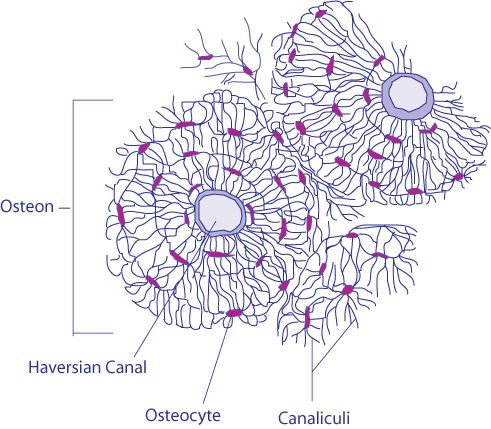 An illustration of a Haversian system, also known as an osteon. A Haversian cannel is surrounded by osteocytes, which appear as small cells. The osteocytes are connected to each other and the canal by small canaliculi.