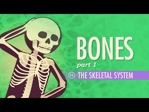Thumbnail for the embedded element "The Skeletal System: Crash Course A&P #19"