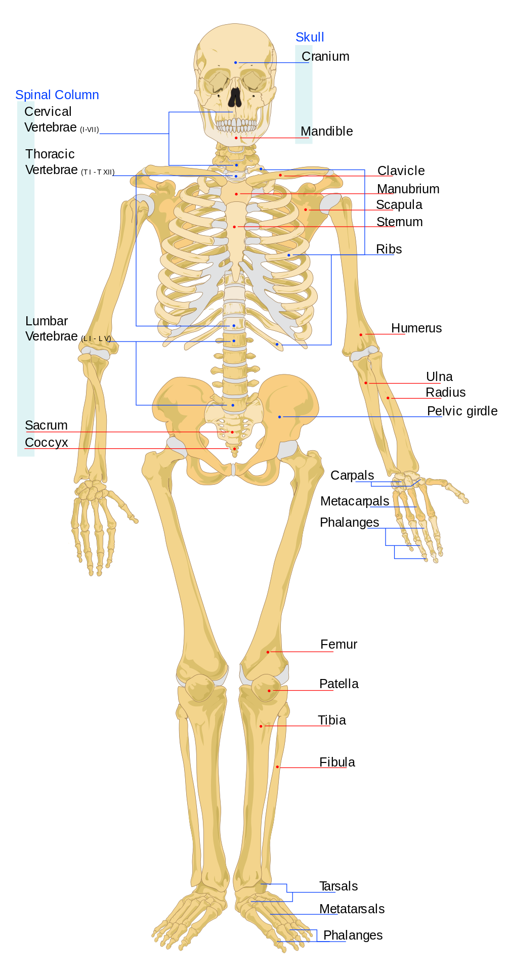 Diagram of the human skeleton. The cranium and mandible comprise the skull. The spinal column is composed of the seven cervical vertebrae, the nine thoracic vertebra, the four lumbar vertebrae, the sacrum, and the coccyx. The pelvic girdle attaches to the sacrum. The ribs connect to the spinal column. The front of the rib cage includes the clavicle, manubrium, scapula, and sternum. The arm bones include (from shoulder down) the humerus, ulna, and radius. The hand is composed of carpals, metacarpals, and phalanges. The leg bones include (from hip down) the femur, the patella (the knee), the tibia, and the fibula. The foot is composed of tarsals, metatarsals, and phalanges.