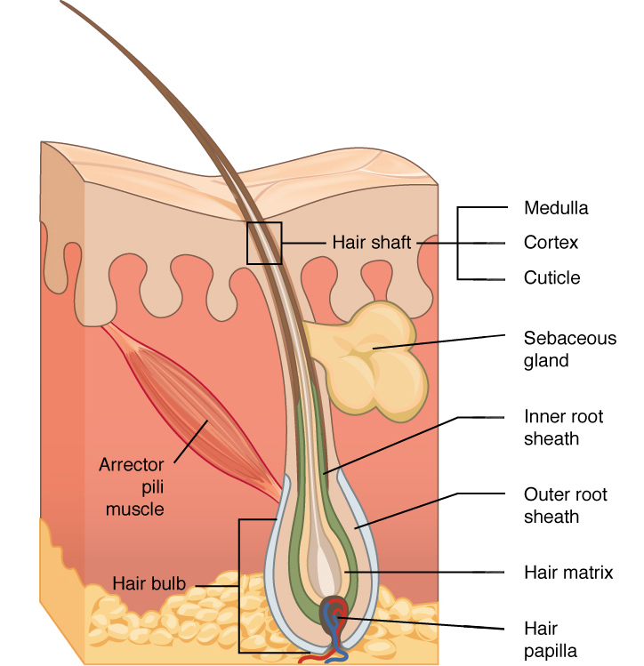 This diagram shows a cross section of the skin containing a hair follicle. The follicle is teardrop shaped. Its enlarged base, labeled the hair bulb, is embedded in the hypodermis. The outermost layer of the follicle is the epidermis, which invaginates from the skin surface to envelope the follicle. Within the epidermis is the outer root sheath, which is only present on the hair bulb. It does not extend up the shaft of the hair. Within the outer root sheath is the inner root sheath. The inner root sheath extends about half of the way up the hair shaft, ending midway through the dermis. The hair matrix is the innermost layer. The hair matrix surrounds the bottom of the hair shaft where it is embedded within the hair bulb. The hair shaft, in itself, contains three layers: the outermost cuticle, a middle layer called the cortex, and an innermost layer called the medulla.