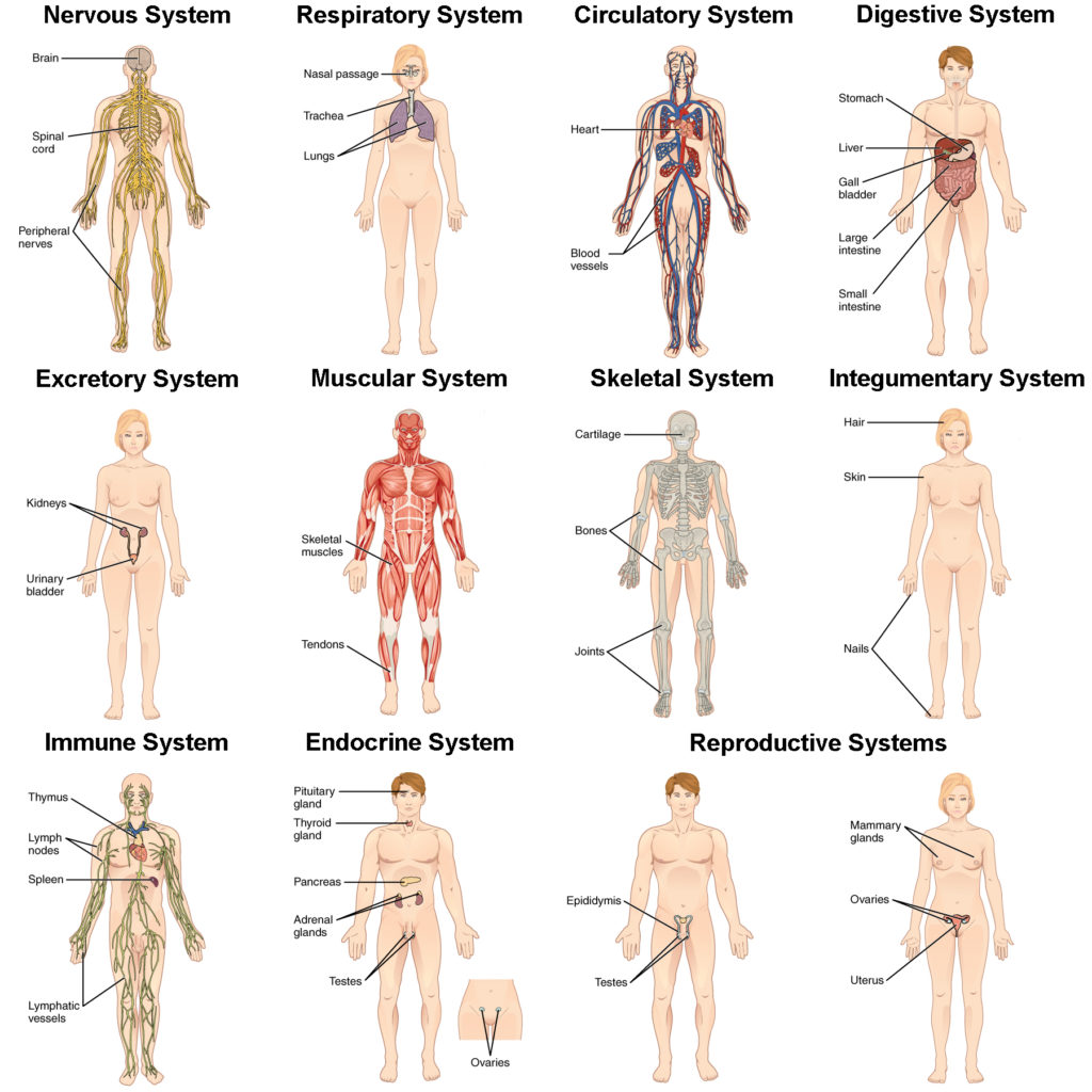 This illustration shows eight silhouettes of a human female, each showing the components of a different organ system. The integumentary system encloses internal body structures and is the site of many sensory receptors. The integumentary system includes the hair, skin, and nails. The skeletal system supports the body and, along with the muscular system, enables movement. The skeletal system includes cartilage, such as that at the tip of the nose, as well as the bones and joints. The muscular system enables movement, along with the skeletal system, but also helps to maintain body temperature. The muscular system includes skeletal muscles, as well as tendons that connect skeletal muscles to bones. The nervous system detects and processes sensory information and activates bodily responses. The nervous system includes the brain, spinal cord, and peripheral nerves, such as those located in the limbs. The endocrine system secretes hormones and regulates bodily processes. The endocrine system includes the pituitary gland in the brain, the thyroid gland in the throat, the pancreas in the abdomen, the adrenal glands on top of the kidneys, and the testes in the scrotum of males as well as the ovaries in the pelvic region of females. The cardiovascular system delivers oxygen and nutrients to the tissues as well as equalizes temperature in the body. The cardiovascular system includes the heart and blood vessels. The lymphatic system returns fluid to the blood and defends against pathogens. The lymphatic system includes the thymus in the chest, the spleen in the abdomen, the lymphatic vessels that spread throughout the body, and the lymph nodes distributed along the lymphatic vessels. The respiratory system removes carbon dioxide from the body and delivers oxygen to the blood. The respiratory system includes the nasal passages, the trachea, and the lungs. The digestive system processes food for use by the body and removes wastes from undigested food. The digestive system includes the stomach, the liver, the gall bladder (connected to the liver), the large intestine, and the small intestine. The urinary system controls water balance in the body and removes and excretes waste from the blood. The urinary system includes the kidneys and the urinary bladder. The reproductive system of males and females produce sex hormones and gametes. The male reproductive system is specialized to deliver gametes to the female while the female reproductive system is specialized to support the embryo and fetus until birth and produce milk for the infant after birth. The male reproductive system includes the two testes within the scrotum as well as the epididymis which wraps around each testis. The female reproductive system includes the mammary glands within the breasts and the ovaries and uterus within the pelvic cavity.