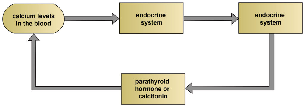 This is a four-part feedback loop. Each part leads to the next. The first part is the calcium levels in the blood. The second is the endocrine system. The third is the endocrine system. The fourth is parathyroid hormone or calcitonin. The loop then returns to the first part (calcium levels in the blood).