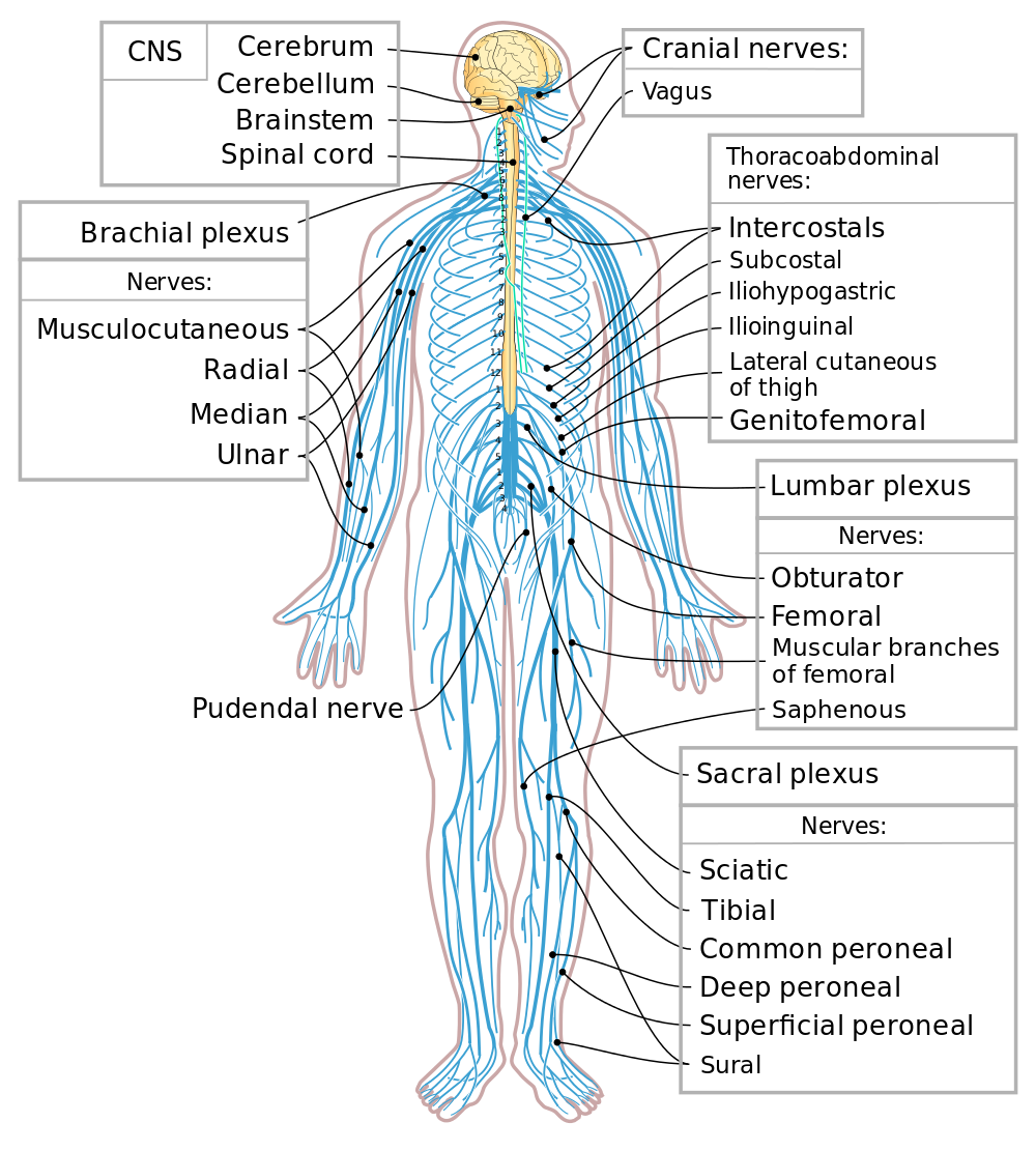 This diagram shows a silhouette of a human highlighting the nervous system. It focuses on six main components: The central nervous system, the cranial nerves the Brachial plexus, the thoracoabdominal nerves, the Lumbar plexus, and the sacral plexus. The central nervous system is composed of the brain and spinal cord. The brain is a large mass of ridged and striated tissue within the head and includes the cerebellum, cerebrum, and brainstem. The spinal cord extends down from the brain and travels through the torso, ending in the pelvis. The cranial nerves are located below the brain and includes the vagus, which parallels the spinal cord. The Brachial plexus includes four nerves: the musculocutaneous, radial, median, and ulnar. These nerves run from the spinal cord down the arms. The thoracoabdominal nerves include six nerves, which run from the spinal cord to different locations in the body. The intercostals run along the ribs. The subcostal runs below the ribs. The Iliohypogastric runs near the stomach. The Ilioinguinal runs just below that. The Lateral cutaneous of thigh runs along the thigh. The Genitofemoral runs down the leg. The Lumbar plexus includes four nerves located in the upper and mid leg: The obturator, the femoral, muscular branches of the femoral, and the saphenous. The sacral plexus includes six nerves located in the lower leg: The sciatic, tibial, common peroneal, deep peroneal, superficial peroneal, and sural.