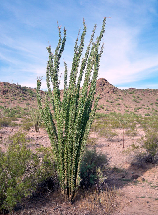 This photo shows a sandy desert dotted with scrubby bushes. An ocotillo plant dominates the picture. It has long, thin unbranched stems that grow straight up from the base of the plant and radiate out slightly. The plant has no leaves.