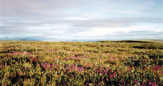 This photo shows a flat plain covered with shrub. Many of the shrubs are covered in pink flowers.