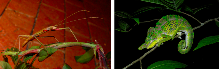 Photo (a) shows a green walking stick insect that resembles the stem on which it sits. Photo (b) shows a green chameleon that resembles a leaf.