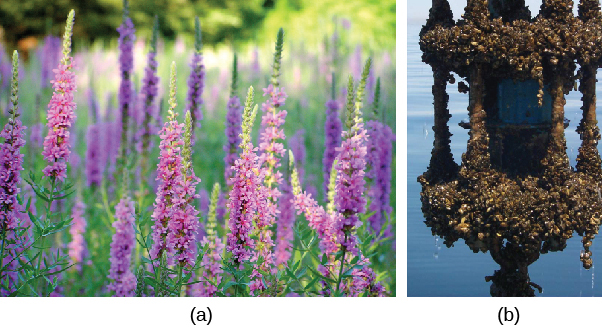 Photo A shows purple loosestrife, a tall, thin purple flower. Photo B shows many tiny zebra mussels attached to a manmade object in a lake.  