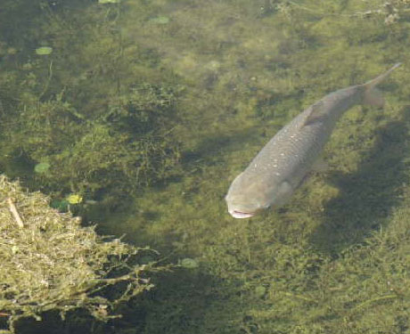 An asian carp swimming in a lake.