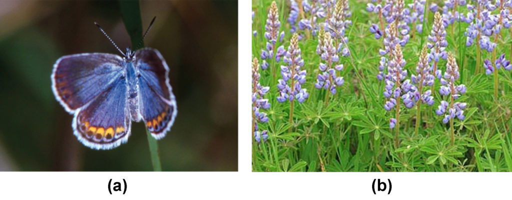 Photo A depicts a Karner blue butterfly, which has light blue wings with gold ovals and black dots around the edges. Photo B depicts a wild lupine flower, which is long and thin with clam-shaped petals radiating out from the center. The bottom third of the flower is blue, the middle is pink and blue, and the top is green.