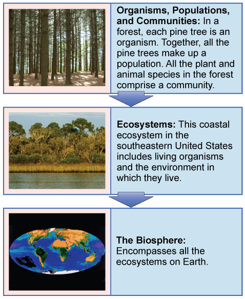 A flow chart of three boxes shows the hierarchy of living organisms. The top box is labeled “Organisms, populations, and communities” and has a photograph of tall trees in a forest. The second box is labeled “ecosystems” and has a photograph of a body of water, behind which is a stand of tall grasses developing into more dense vegetation and trees as distance from the water increases. The third box is labeled “the biosphere” and shows a drawing of planet Earth.