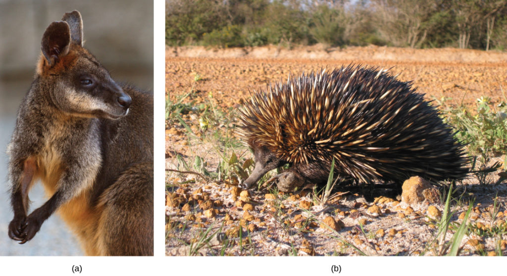 Photo (a) depicts a wallaby, a member of the kangaroo family. The wallaby is brown with white flecks on its fur and a light brown underbelly. Its hands are clasped together. Photo (b) shows an echidna. Like a porcupine, the echidna has a compact body covered with brown and white quills. It has a long, slender snout.