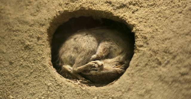 A chipmunk curled up tightly in its burrow