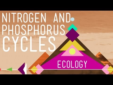 Thumbnail for the embedded element "Nitrogen & Phosphorus Cycles: Always Recycle! Part 2 - Crash Course Ecology #9"