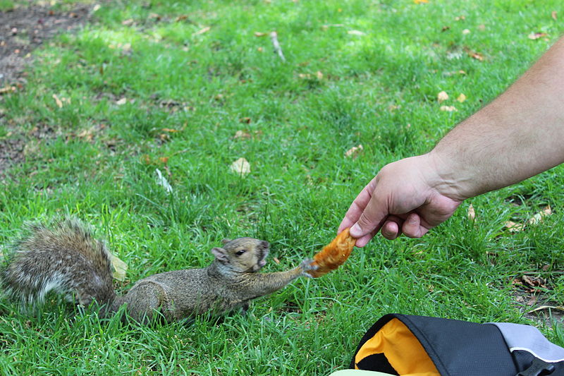 A man feeding a squirrel a french fry