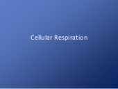 Thumbnail for the embedded element "Cellular respiration updated"