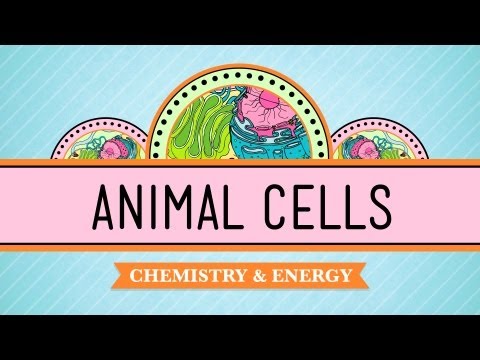 : Video- Eukaryopolis—The City of Animal Cells (Crash Course #4) -  Biology LibreTexts