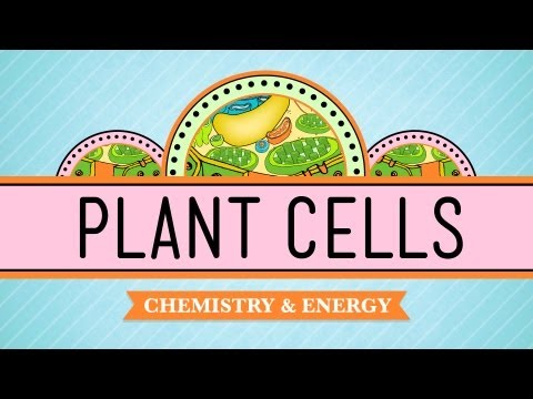 Thumbnail for the embedded element "Plant Cells: Crash Course Biology #6"