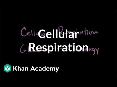 Thumbnail for the embedded element "Introduction to cellular respiration | Cellular respiration | Biology | Khan Academy"