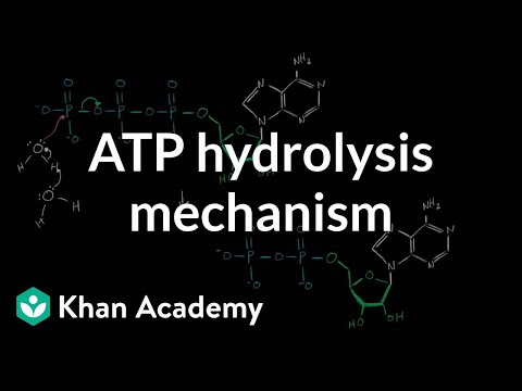 Thumbnail for the embedded element "ATP hydrolysis mechanism | Biomolecules | MCAT | Khan Academy"