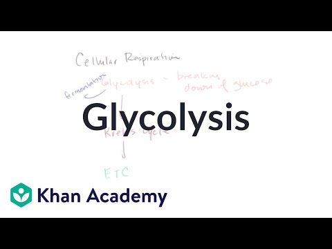 Thumbnail for the embedded element "Overview of glycolysis | Cellular respiration | Biology | Khan Academy"