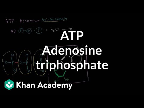 Thumbnail for the embedded element "ATP: Adenosine triphosphate | Energy and enzymes | Biology | Khan Academy"