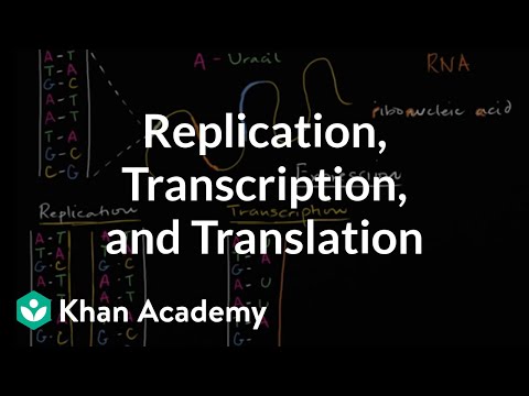 Thumbnail for the embedded element "DNA replication and RNA transcription and translation | Khan Academy"