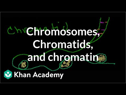 Thumbnail for the embedded element "Chromosomes, Chromatids, Chromatin, etc."