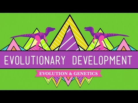 Thumbnail for the embedded element "Evolutionary Development: Chicken Teeth - Crash Course Biology #17"