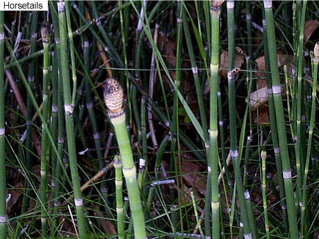 Figure 15. Horsetails