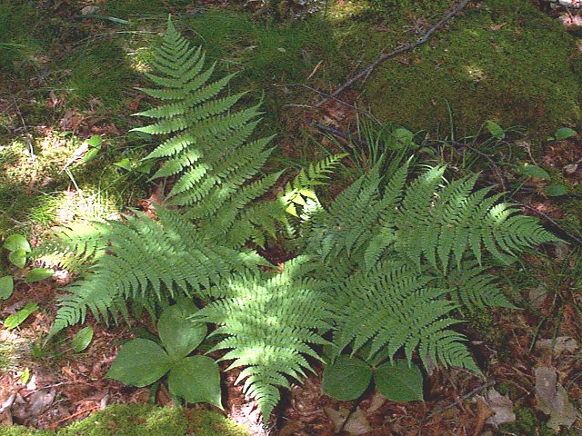 Figure 11. Fern gametophyte