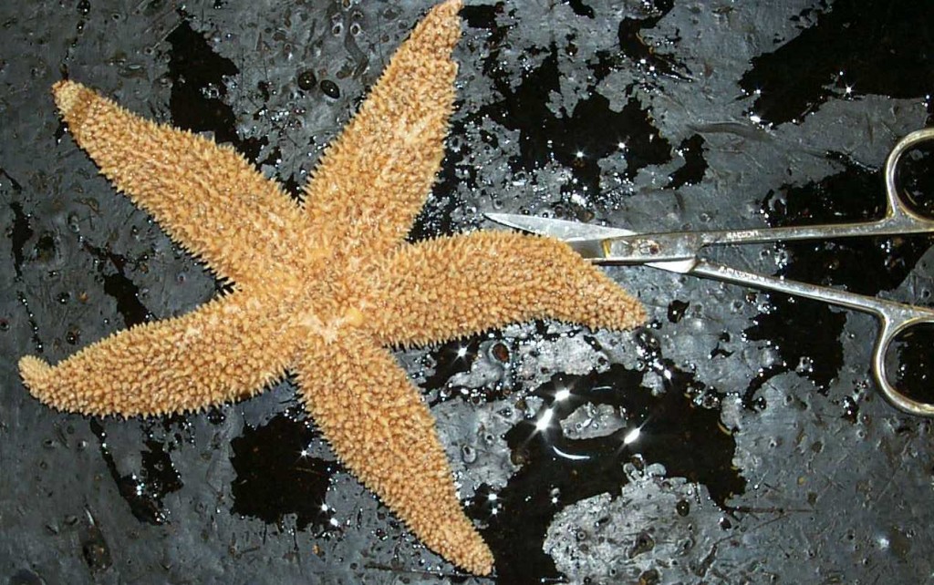 Starfish