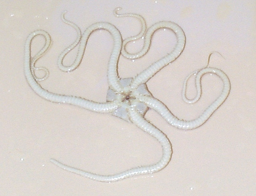 Figure 10. Brittle Star—oral surface