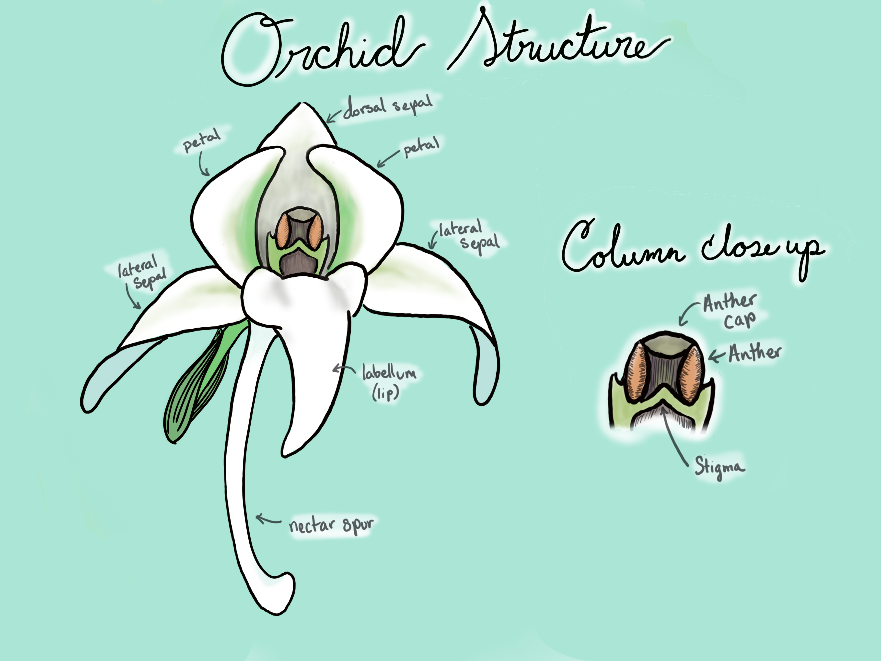 Orchid structure diagram