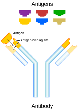 https://upload.wikimedia.org/Wikipedia/commons/thumb/2/2d/Antibody.svg/255px-Antibody.svg.png