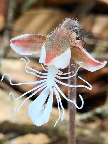An orchid with a petal that looks like a giant white spider