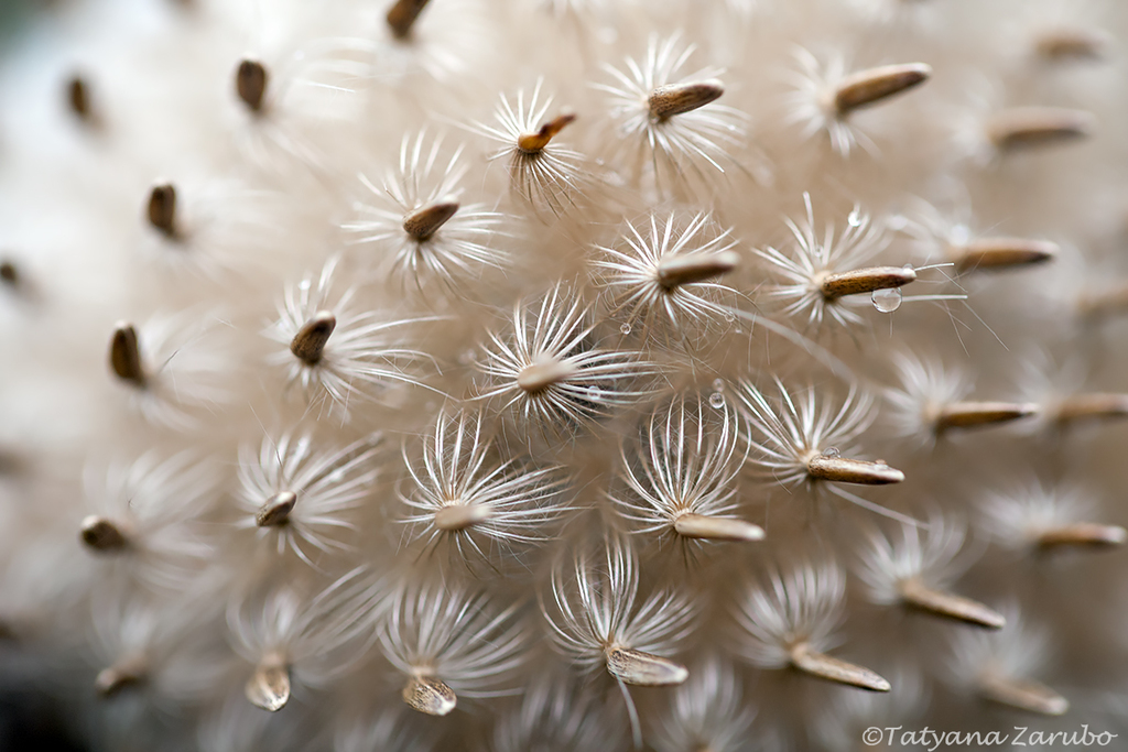 Macro view of a bull thistle. Many beak-like structures (the developing fruits) surrounded by whorls of bristles.