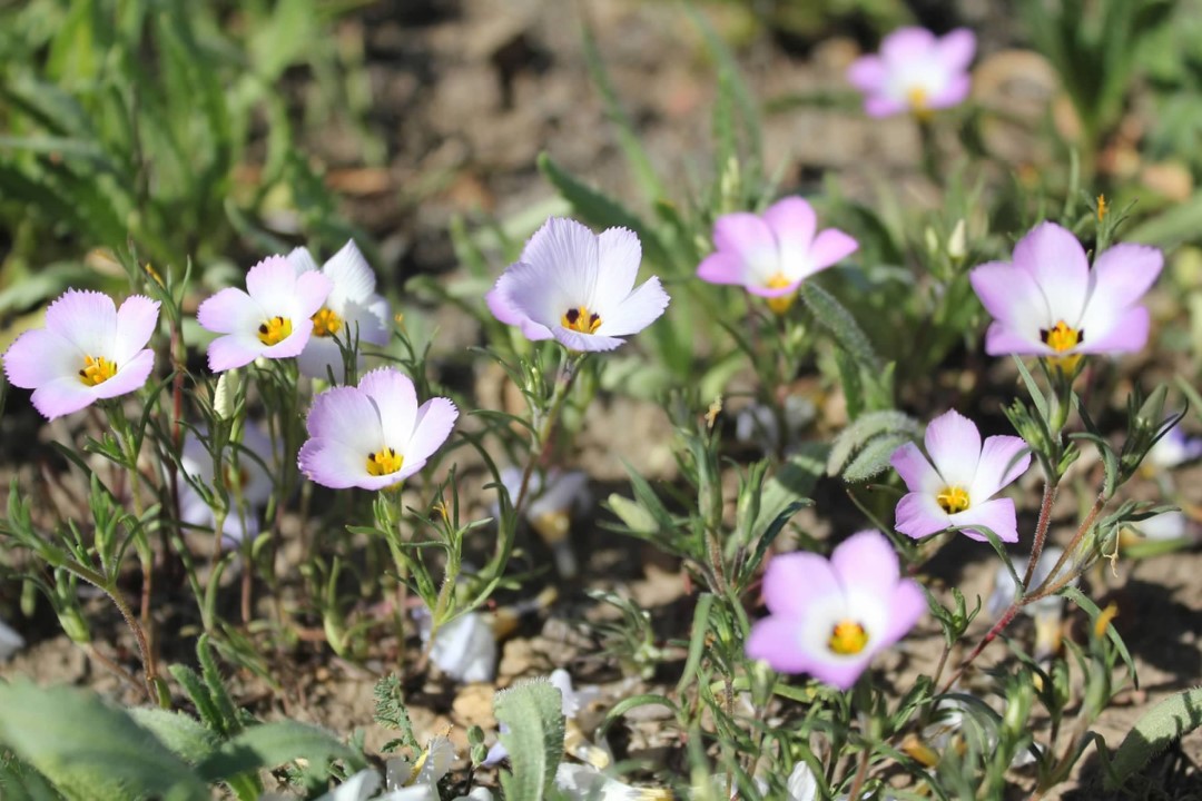 Ground Pink, a wildflower population covering the ground