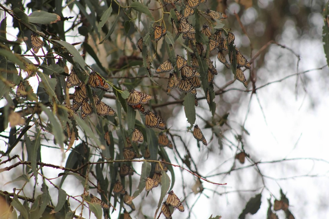 Monarch butterflies cluster together on a eucalyptus branch