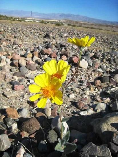 Geraea canescens (Desert Sunflower) with the mojave desert in the background