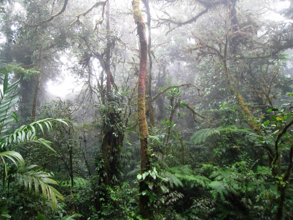 Tropical Rainforest foliage 