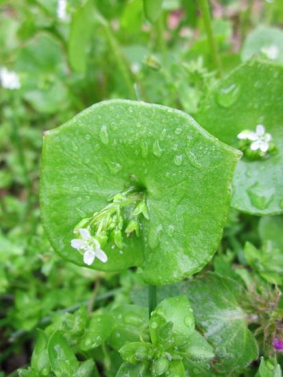 The round leaf of miner's lettuce has a stem passing through the center with a small white flower at the stem apex.
